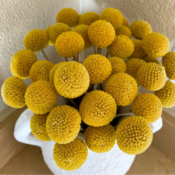 10 STEMS Dried Flowers Billy Balls - Craspedia Flowers - Picture 8 of 13